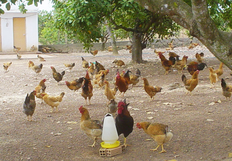 nuôi gà thả vườn Dabaco