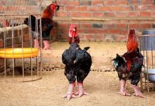 Kinh nghiệm làm chuồng nuôi gà Đông Tảo làm chuồng nuôi gà Đông Tảo