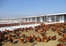 Kỹ thuật làm chuồng nuôi bán chăn thả đạt chuẩn kỹ thuật làm chuồng nuôi bán chăn thả