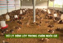 Kỹ thuật làm đệm lót sinh học nền chuồng gà Kỹ thuật làm đệm lót sinh học nền chuồng gà