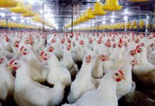 Những mô hình nuôi gà phổ biến nhất hiện nay mô hình nuôi gà