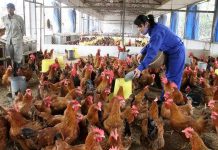 Nhu cầu dinh dưỡng của gà thịt qua các giai đoạn phát triển nhu cầu dinh dưỡng của gà thịt qua các giai đoạn