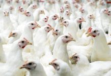 Khẩu phần ăn trong chăn nuôi gà công nghiệp hướng thịt nuôi gà công nghiệp hướng thịt