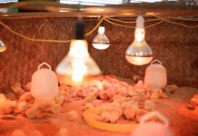 Hướng dẫn chuẩn bị quây úm gà đúng chuẩn quây úm gà