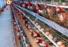 Những yếu tố khiến mô hình nuôi gà đẻ không hiệu quả yếu tố khiến mô hình nuôi gà đẻ không hiệu quả